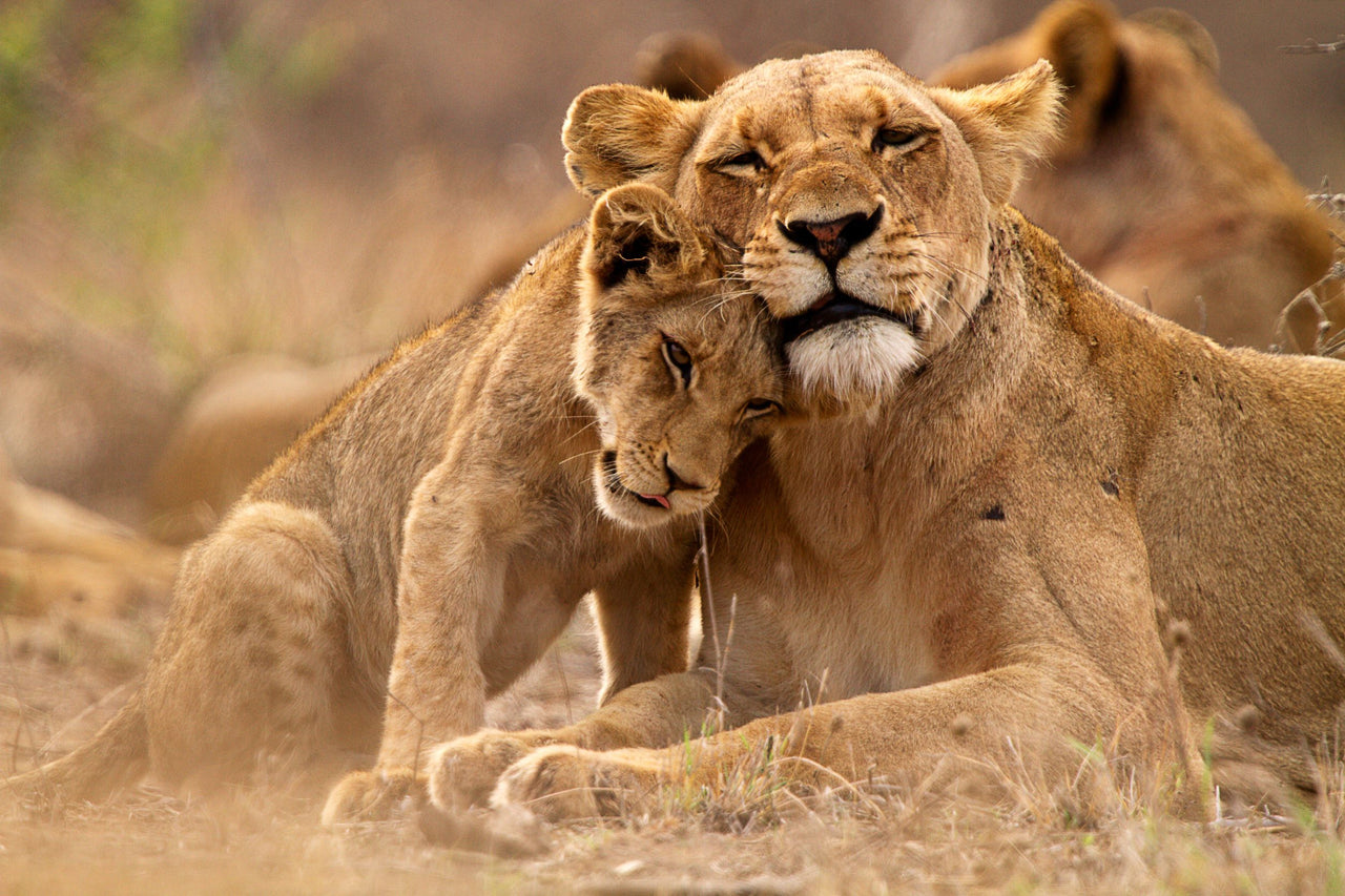 Lioness loving on her cub - Crosscountrycreations