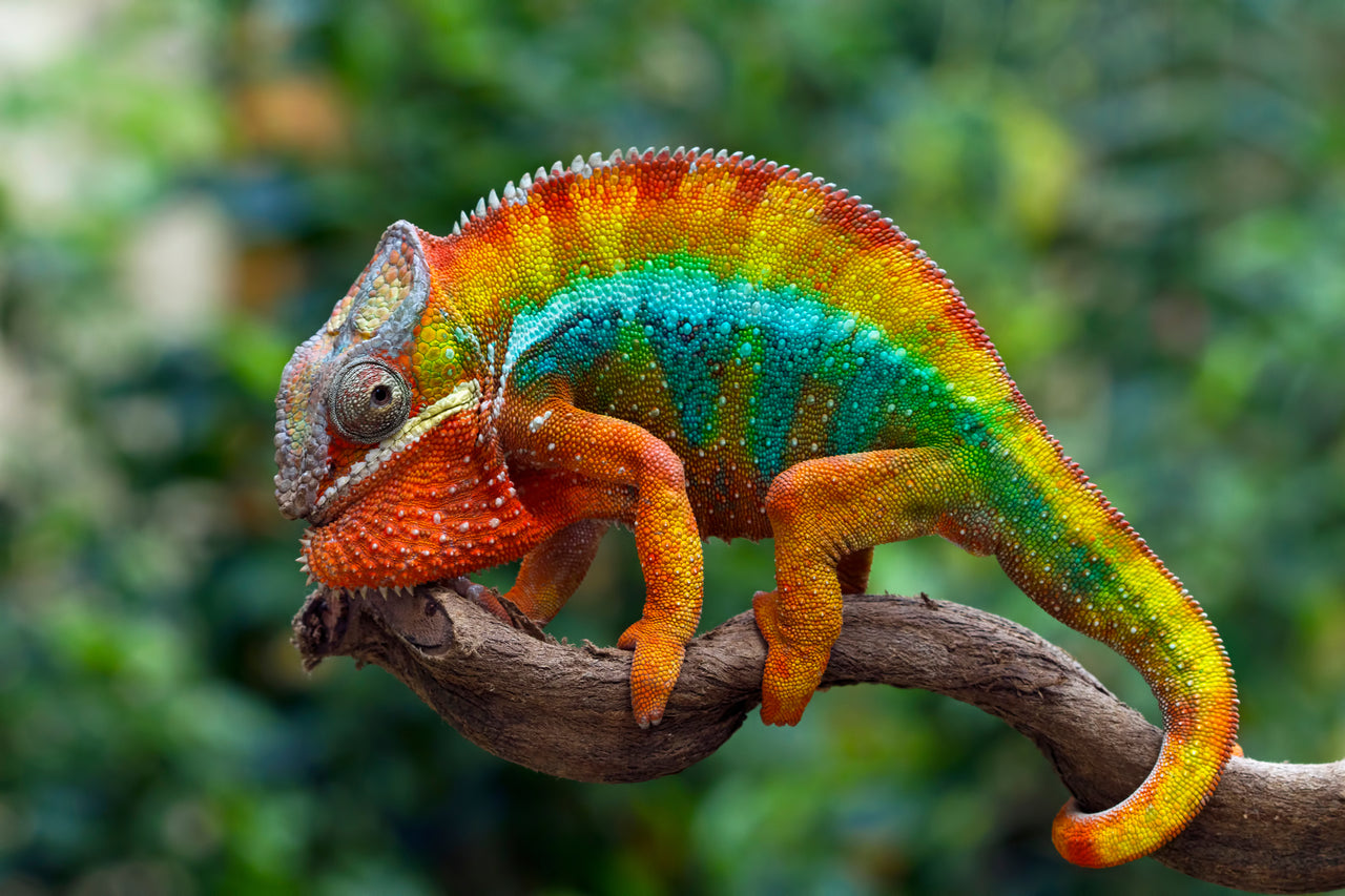 Beautiful Panther Chameleon - Crosscountrycreations