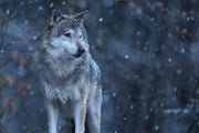 Lone Wolf - Crosscountrycreations