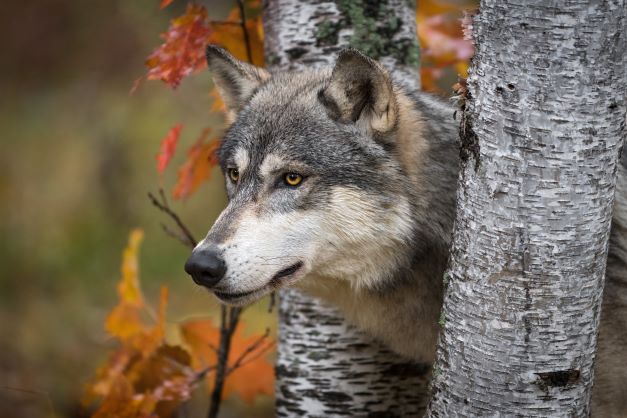 Wolf in fall leaves ready for the hunt