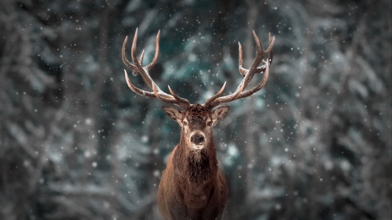 Noble male deer in snowy forest. - Crosscountrycreations