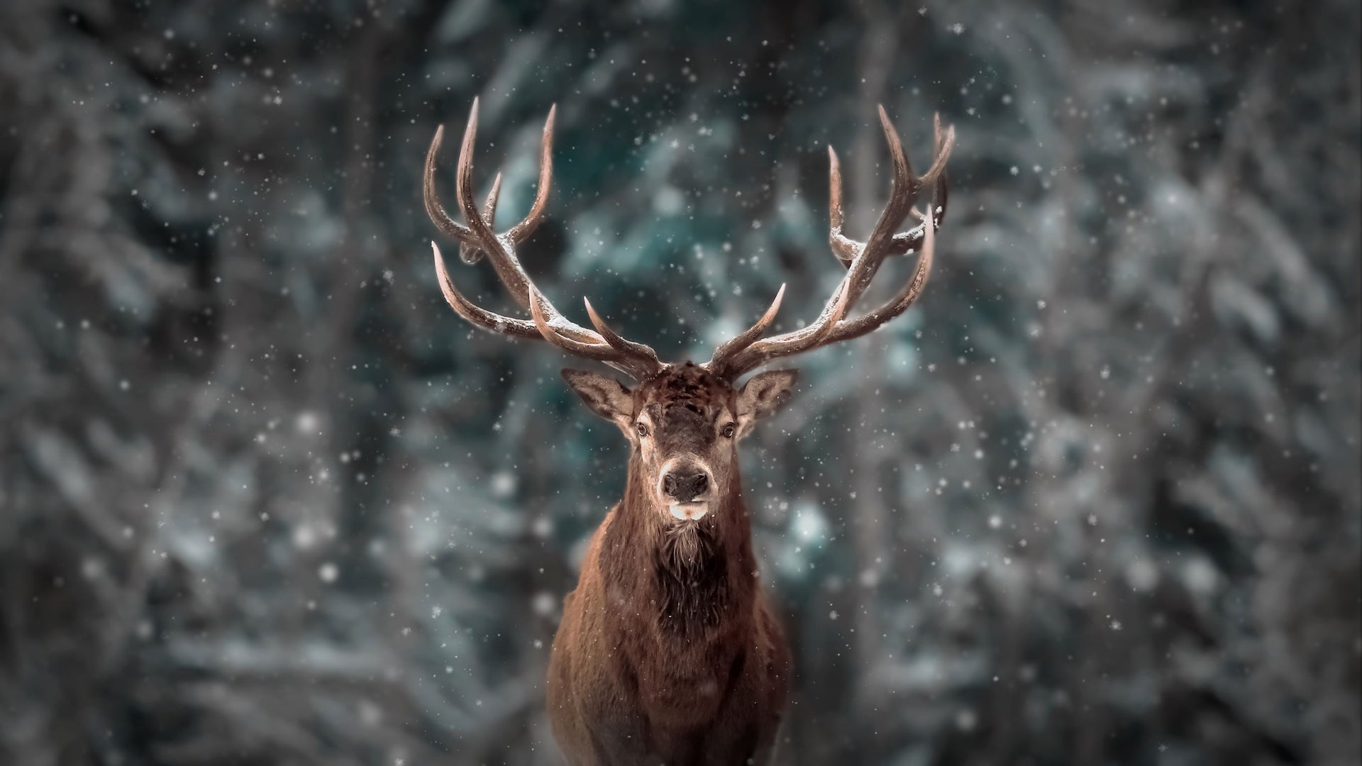 Noble male deer in snowy forest. - Crosscountrycreations