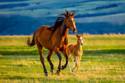 Horse and baby - Crosscountrycreations