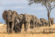 Elephant march - Crosscountrycreations