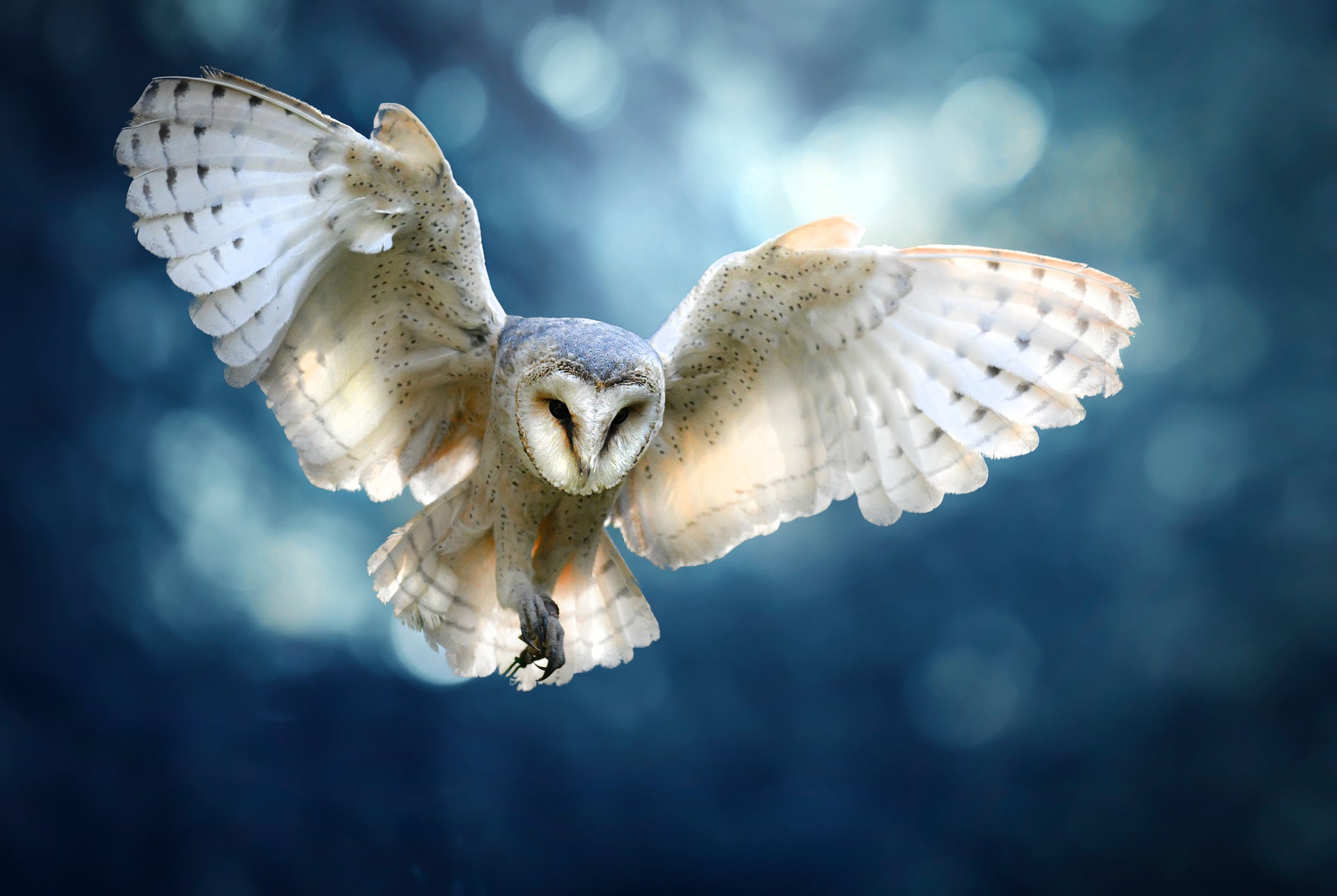 Owl in flight - Crosscountrycreations