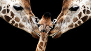 Loving Giraffe Family - Crosscountrycreations