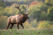 Incredible Elk - Crosscountrycreations