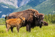 American Bison with calf eating