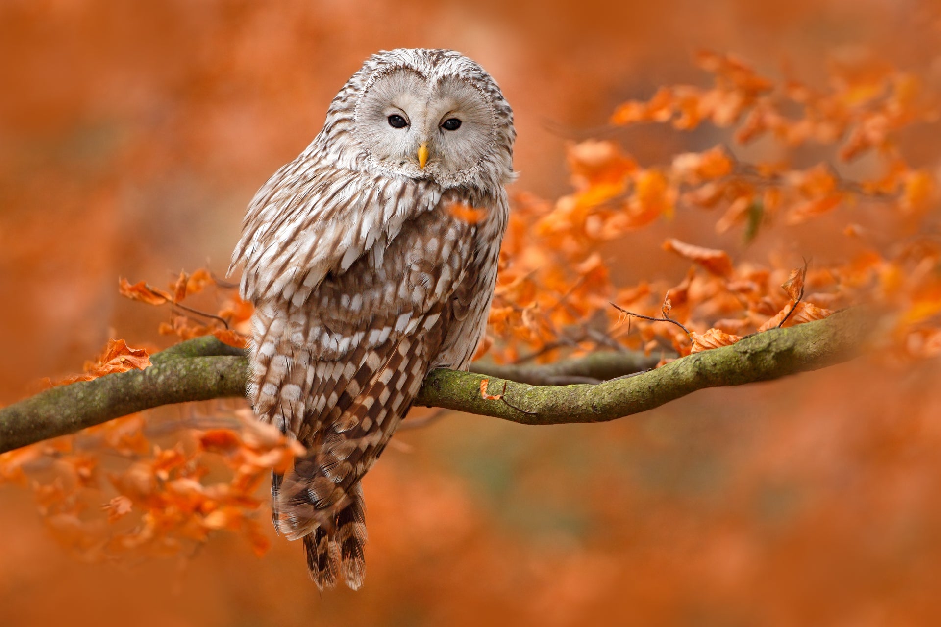 Owl in fall colors - Crosscountrycreations