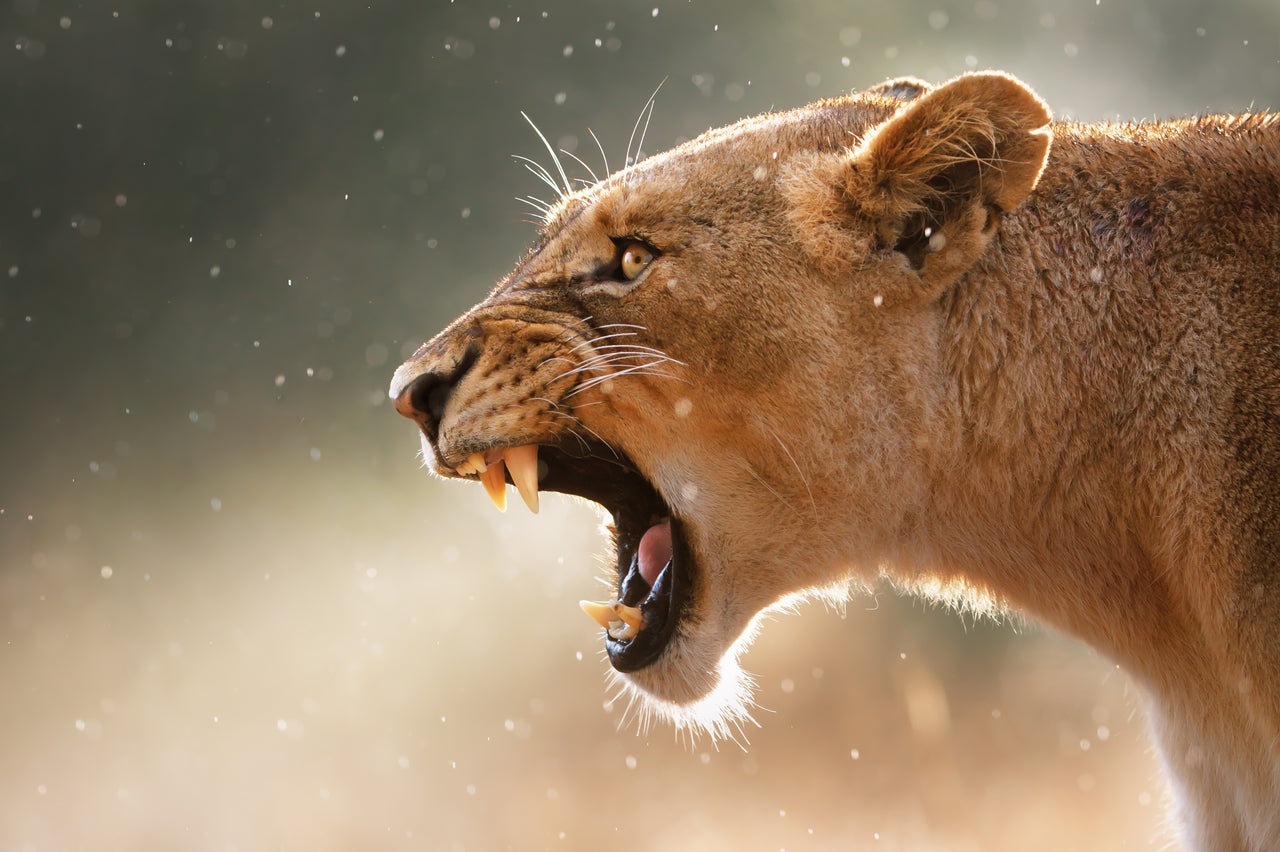 Lioness roaring - Crosscountrycreations